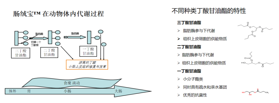肠绒宝