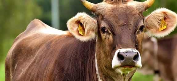 選擇肉牛飼料添加劑時的注意事項
