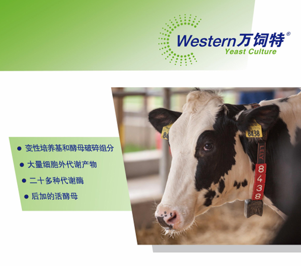 萬飼特牛
